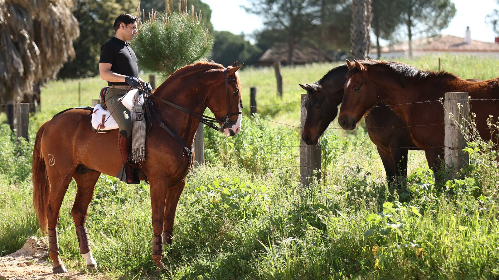 Nueva colección Samad Equestrian 2025